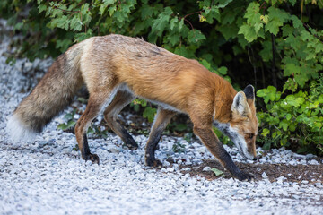 Red fox in Montana