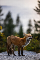 Red fox with St Mary lake in the background