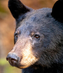 Black Bear Close Up