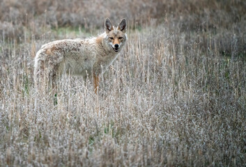 Prairie Coyote Canada