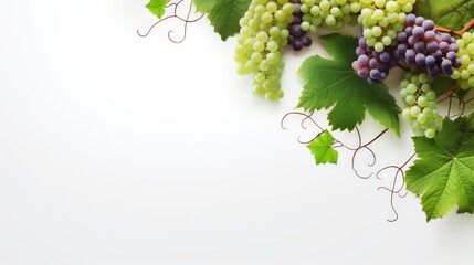 grapevine fruits and leaves as border on white background with copy space