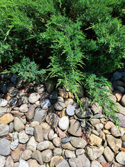 Vertical photo detail from a garden, Siberian Cypress, Monrovia Plant and lot of small pebbles on a...