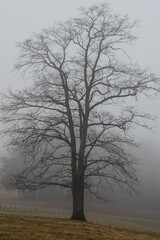 Motionless Winter Trees Enveloped in the Silent Early Morning Fog