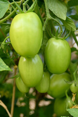 closeup the bunch ripe green tomato with plant in the farm soft focus natural yellow green background.