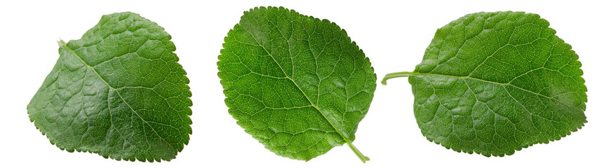 Green leaf isolated. Plum leaf on white background.