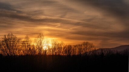 Bare Winter Trees Standing Silently as the Sun Sets Behind them