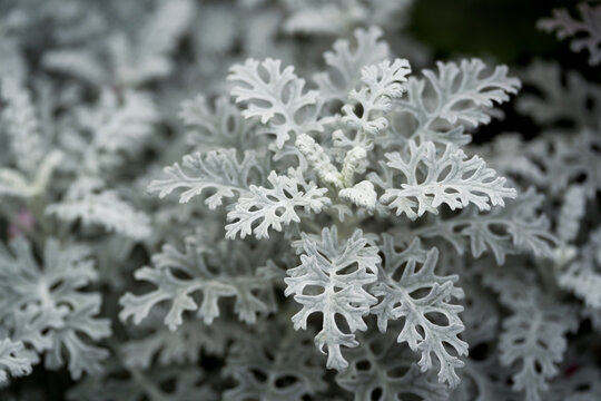 Senecio cineraria 'Silver Dust&rsquo; leaves close up.