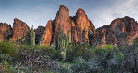 The Bulldogs, Carnegiea gigantea, Goldfield Mountains, Lower Salt River, Arizona, USA