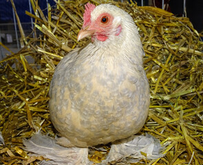 Booted bantam chicken in Romania