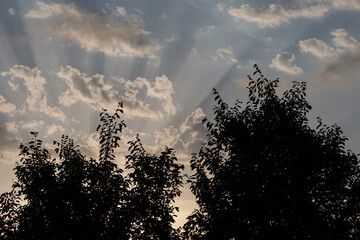 Silhouette of trees and sun rays in cloudy dramatic sky