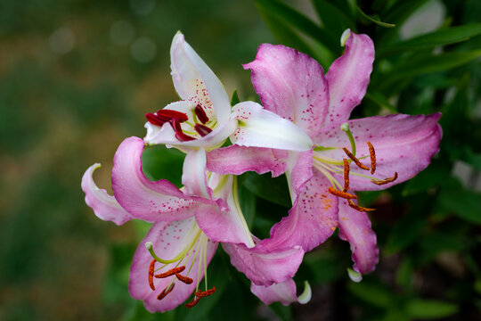 lilium rose Jos&eacute;phine (jardin du ruisseau de l'&eacute;glise 2023)
