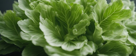 Fresh Endive Leaves, crisp endive leaves arranged to showcase their pale green hues and delicate