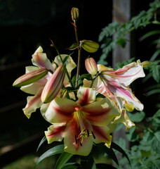 lilium jaune et grenat Lavon (jardin du ruisseau de l'église 2023)