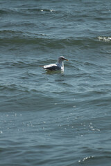 seagull in water