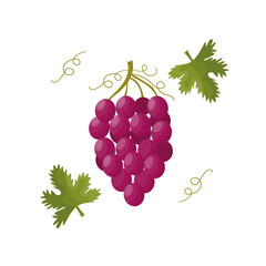 Big bunch of fruit red grapes with green grape leaves on white background. Cartoon, flat design, vector illustration.  