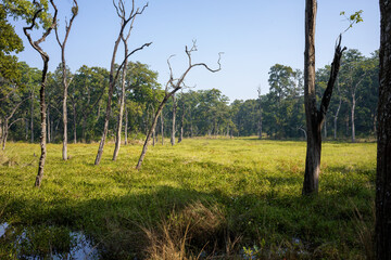 A tranquil scene within Chitwan National Park showcasing a lush meadow surrounded by an array of leafy and bare trees, with the gentle play of light creating a peaceful ambience.