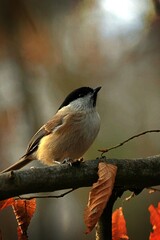 Marsh Tit