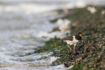 Austernfischer sucht auf Buhne nach Nahrung