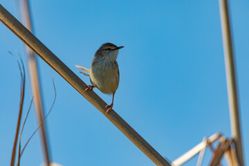 Small bird on a branch