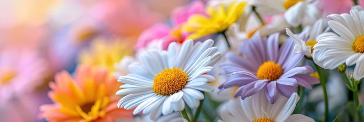 Draagtas Colorful daisy flowers blossoming in the spring daylight © Brian