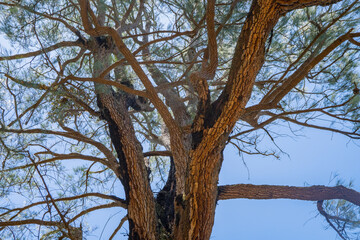 Tree branch and green leaves with blue sky background. The photo is suitable to use for nature background and content media.