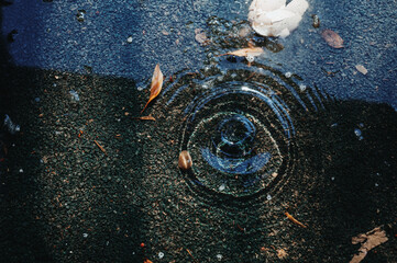 puddle on asphalt with drops of spring raindrops and circles on the water