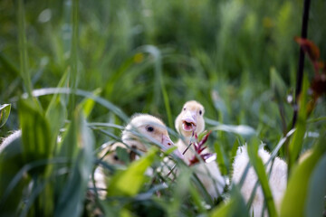 Ducklings eat grass. Baby duck in the grass, outdoors. Little cute ducklings on green grass. Spring