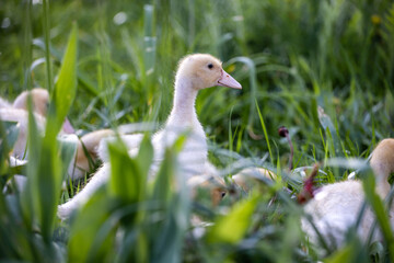 Baby duck in the grass, outdoors. Family of ducklings. Little cute ducklings on green grass. The duckling is hiding in the grass. Spring