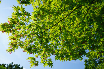 京都詩仙堂の青もみじ