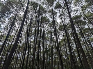 Obraz premium Pine forest on safari Prigen national park east java. The photo is suitable to use for nature animal background, zoo poster.