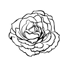 decorative botanical 10