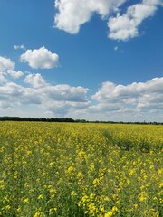 Summer mood, wonderful flowers