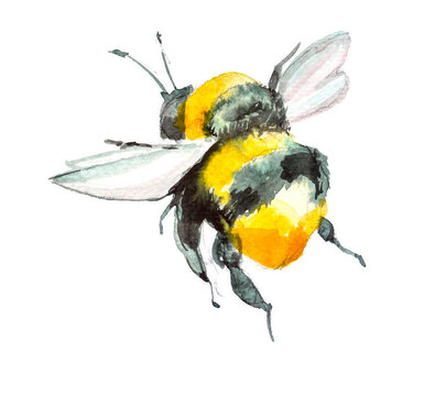 Watercolor bumblebee illustration. Bee painting. Insect design.Pollinator clipart. Little bee artwork.Nature concept.