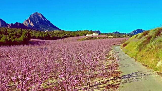 Peach blossom in Cieza La Torre. Videography of a blossoming of peach trees in Cieza in the Murcia region. Peach, plum and nectarine trees. Spain