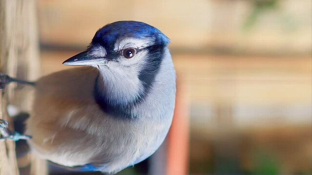 Close-up of blue jay unique bird breed vertical video close-up Blue jay natural habitat beauty of wildlife nature's wild diversity. Blue jay unusual animals bird world Toronto baseball team symbol.