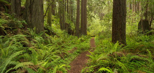 Redwood, Stillwater Cove Regional Park, Sonoma Coast, Kalifornien, USA