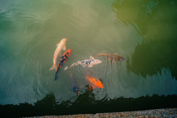 colored fish in a city pond