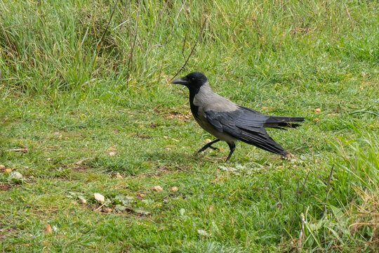 A Gray Crow on Grass