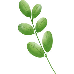Obraz premium green leaf isolated on white background