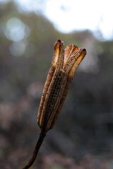 Sinfonia Silenciosa do Outono