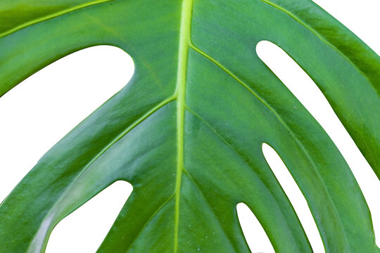 folha verde png