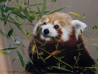 Red panda with a branch of eucalyptus.