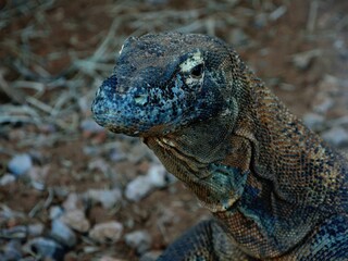 Komodo Dragon, close up, side view shot