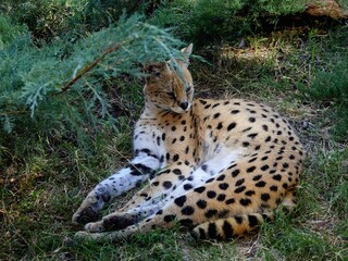 A bobcat  resting in the shade of a young tree.