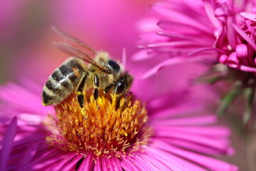 Macro Bee on a Flower
