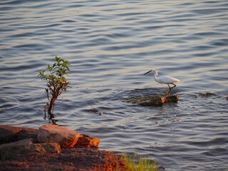 Little egret on a rock in the lake.
