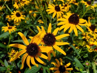 Black-eyed Susan, Rudbeckia fulgida, medium close up in the garden.