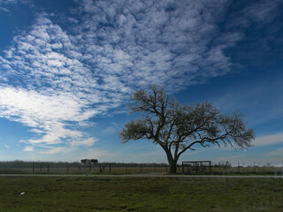 Fototapeta na wymiar A single tree in the middle of the field with a fence in the background