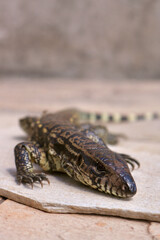On the last day of winter, in a sunny afternoon, a lizard sits on a tile sunbathing trying to warm up its cold body.