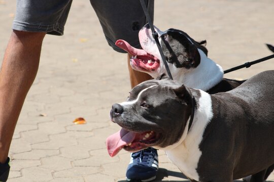 Two pitbulls stop after walking with their human on a very hot sunny day. They are tired and we can see their big tongues. On of them is looking up at his owner and the other is looking away.